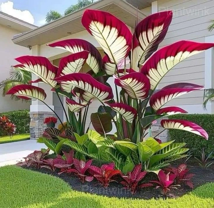 Giant Caladium Seeds - View 6