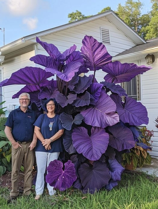 Giant Caladium Seeds - View 11