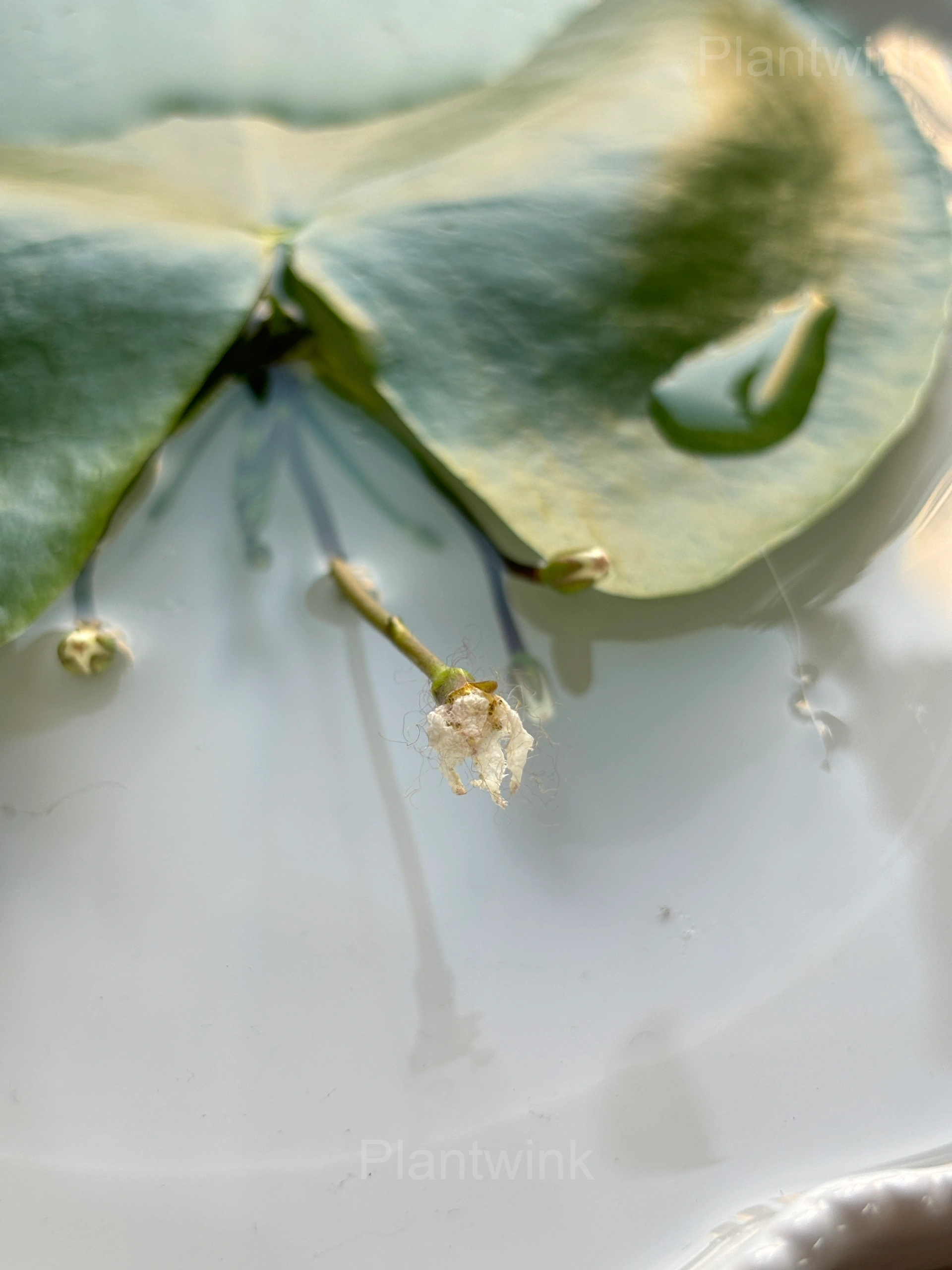 Lotus Leaf Seeds – Nymphoides indica - View 3