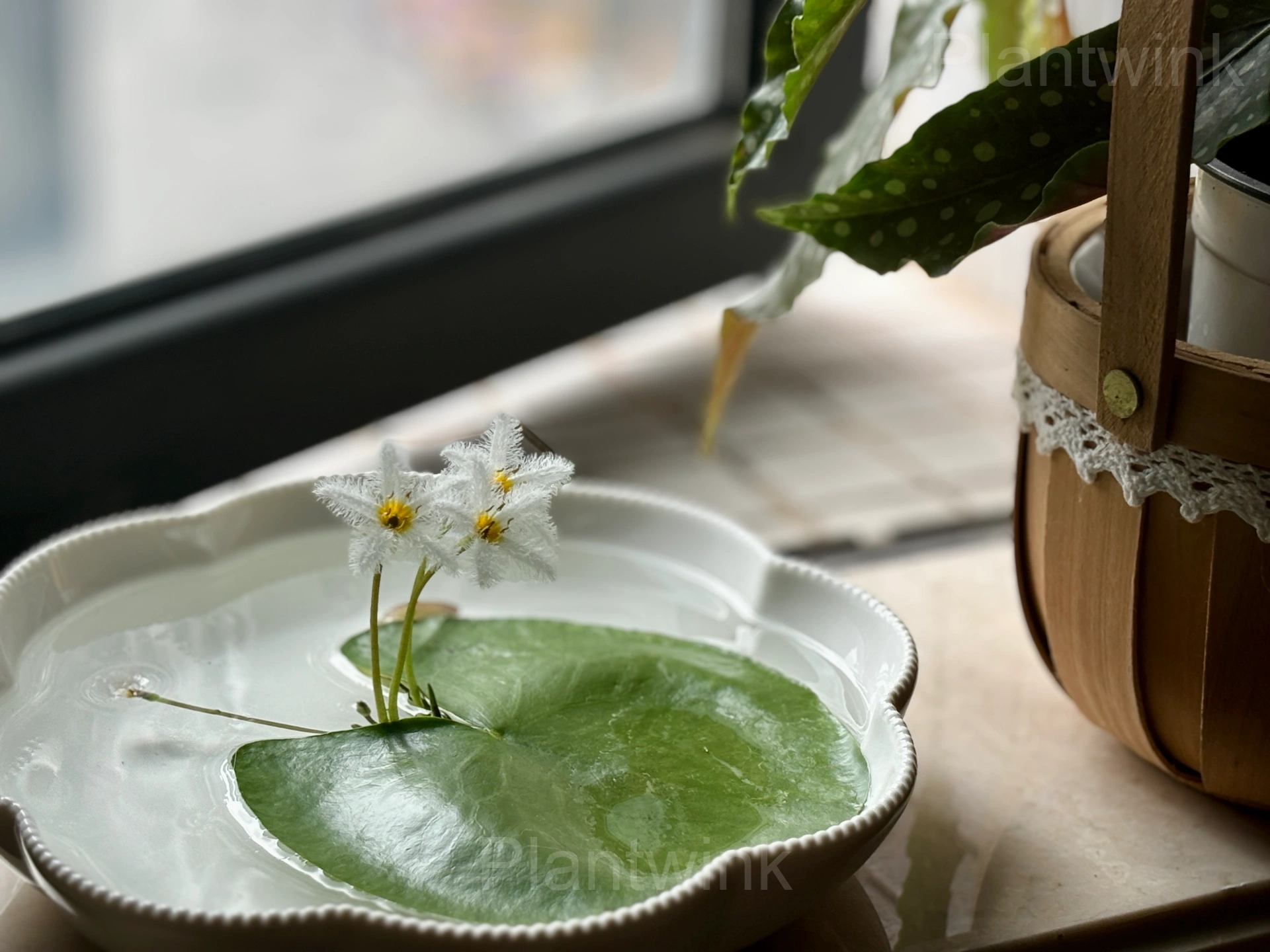 Lotus Leaf Seeds – Nymphoides indica - View 6