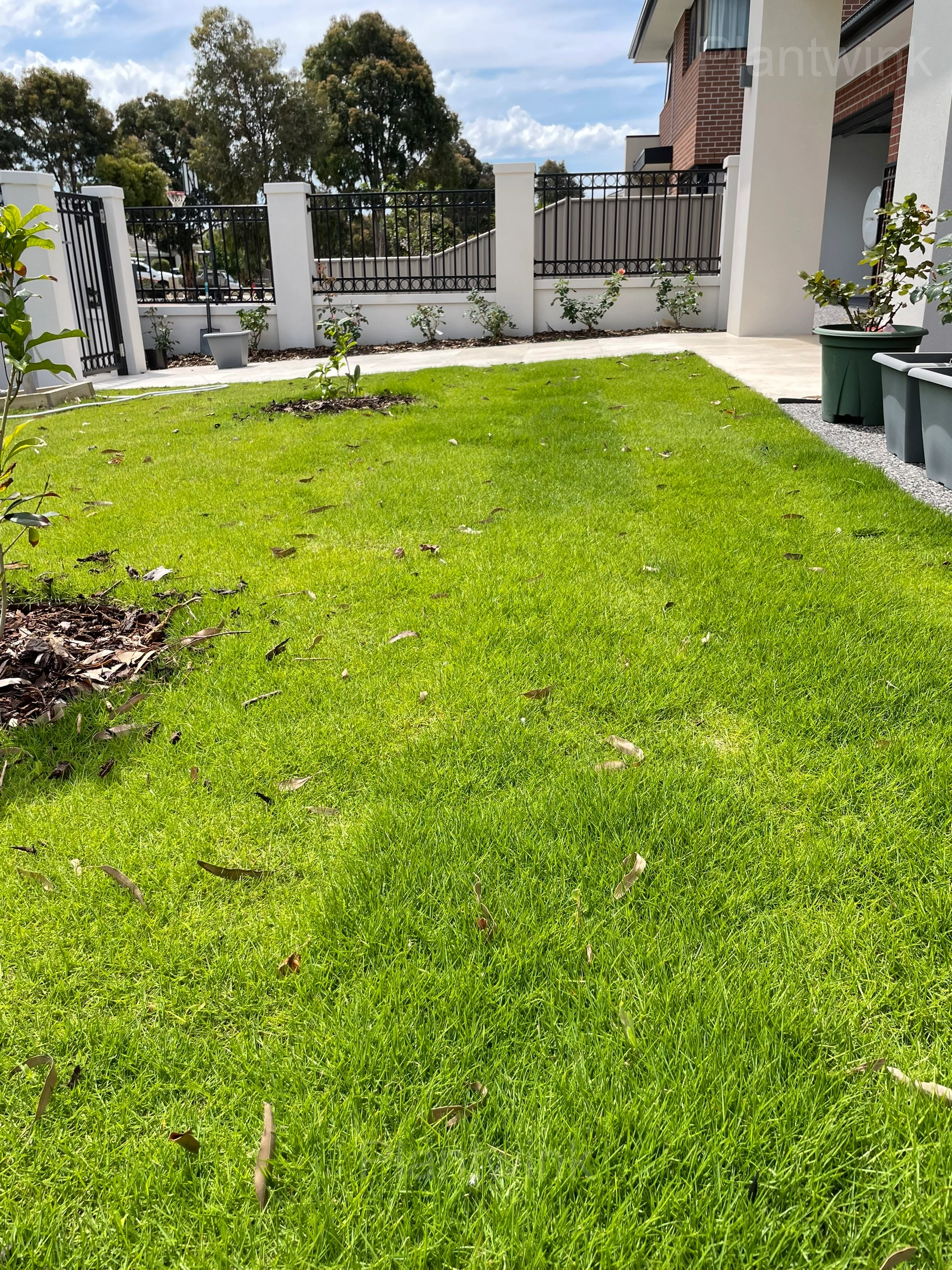 Evergreen Grass Seeds for All Seasons - View 6
