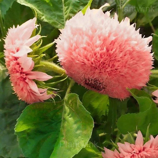 PINK POOH Sunflower Seeds - Alt