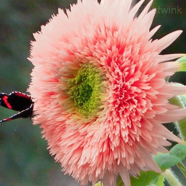 PINK POOH Sunflower Seeds - Main