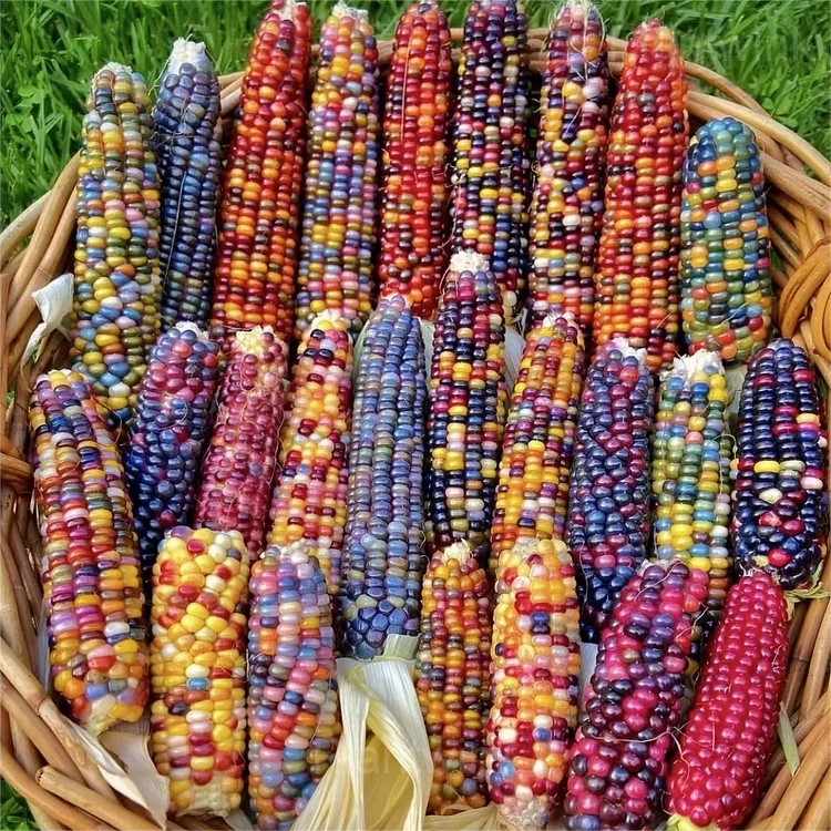 Decorative Corn Gem Corn Seeds - Alt