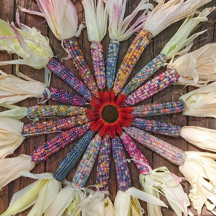 Decorative Corn Gem Corn Seeds - View 3