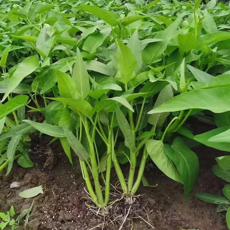 Triple-Stem Water Spinach Seeds - Alt