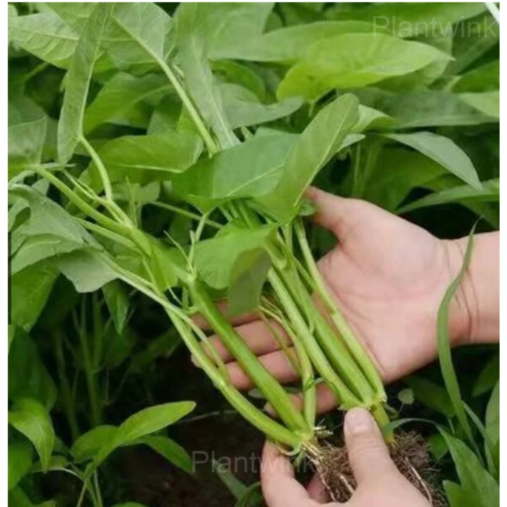 Triple-Stem Water Spinach Seeds - Main
