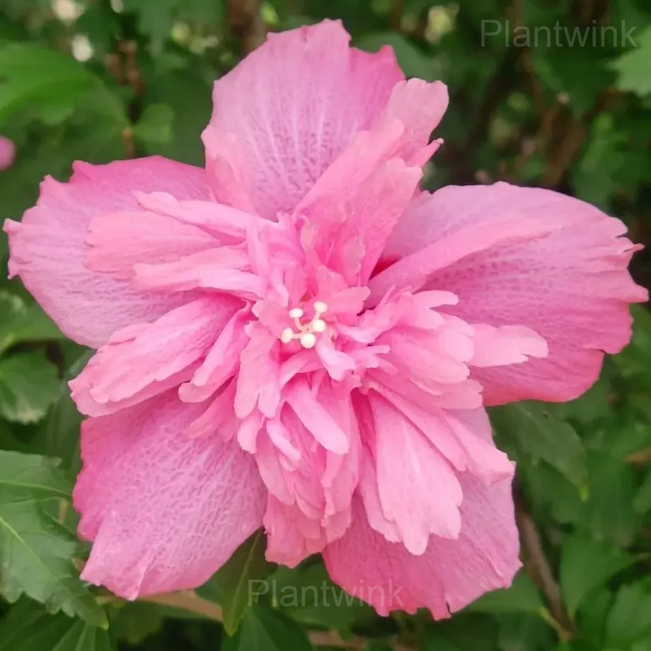 Giant Double Hibiscus Seeds – Tropical Blooms for Garden - View 3