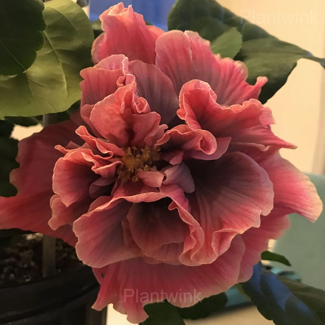 Giant Double Hibiscus Seeds – Tropical Blooms for Garden - View 4
