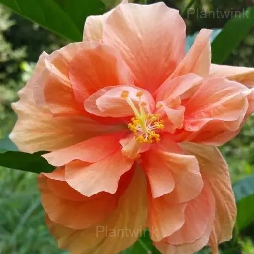 Giant Double Hibiscus Seeds – Tropical Blooms for Garden - View 5