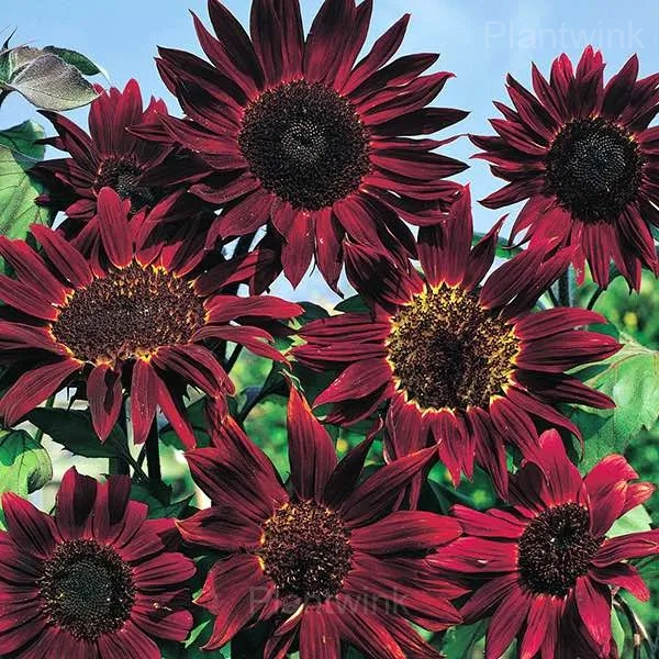 Rare Mixed Color Sunflower Seeds - View 3