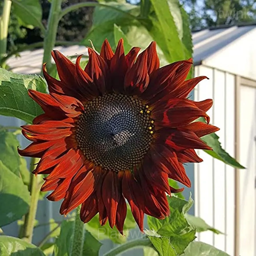 Rare Mixed Color Sunflower Seeds - View 4