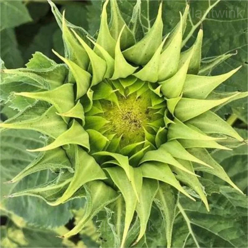 Rare Mixed Color Sunflower Seeds - View 5