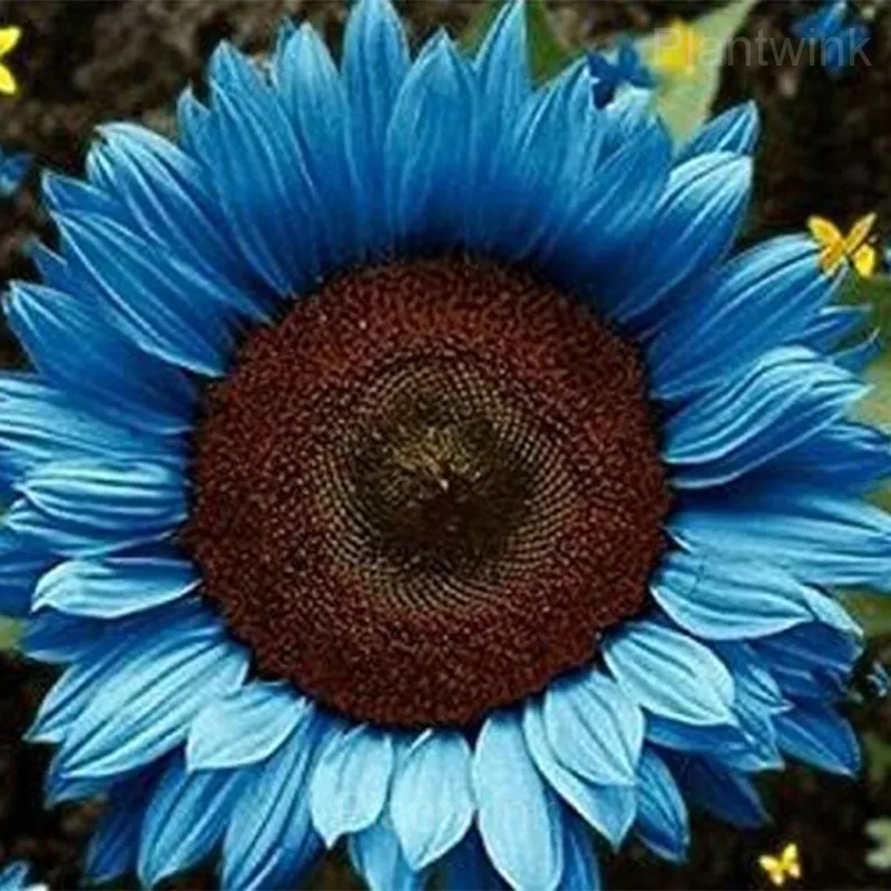 Rare Mixed Color Sunflower Seeds - View 6