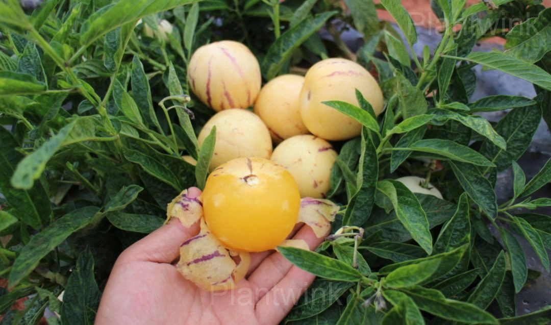 Ginseng Fruit Seeds - Alt