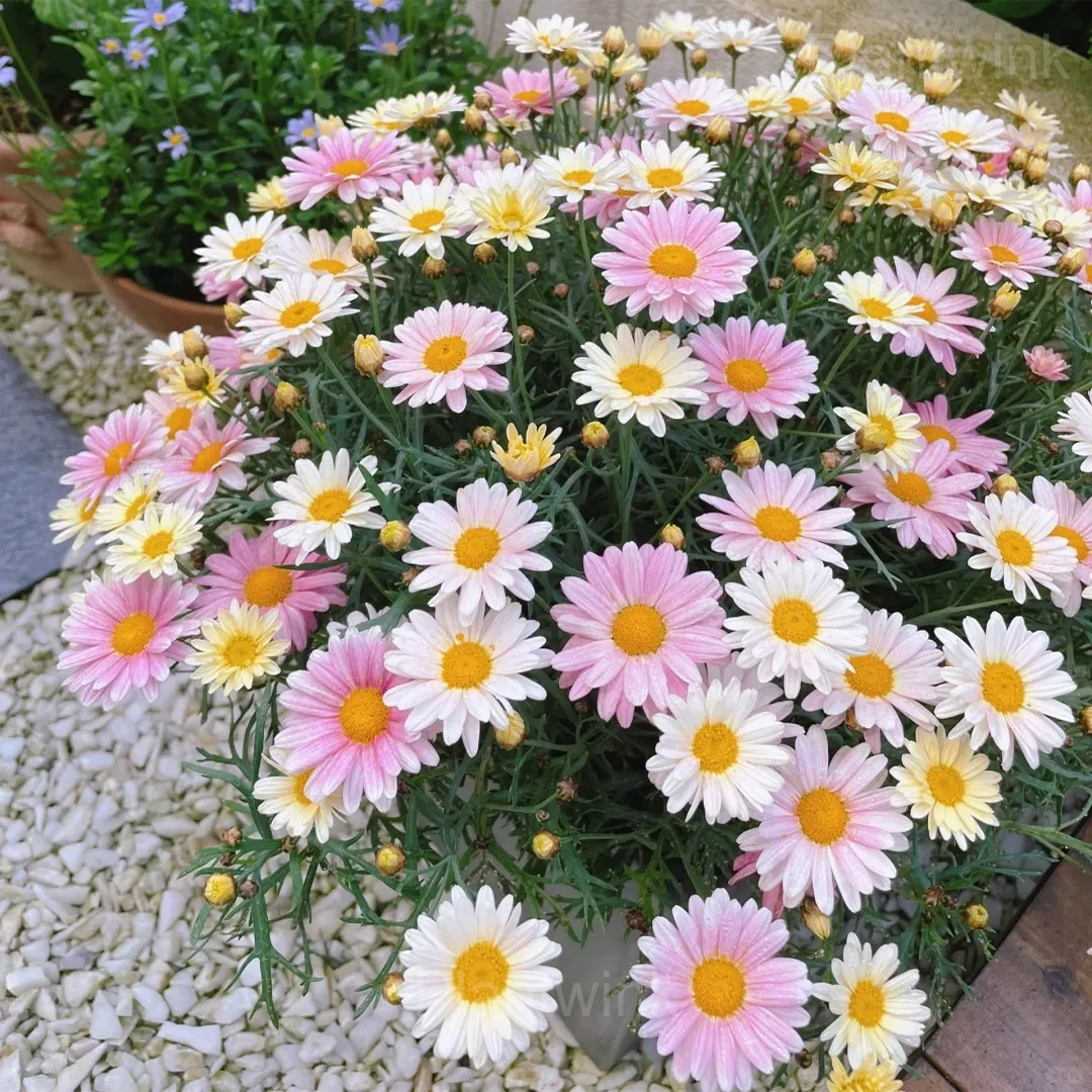 Pyrethrum Daisy Seeds - Main
