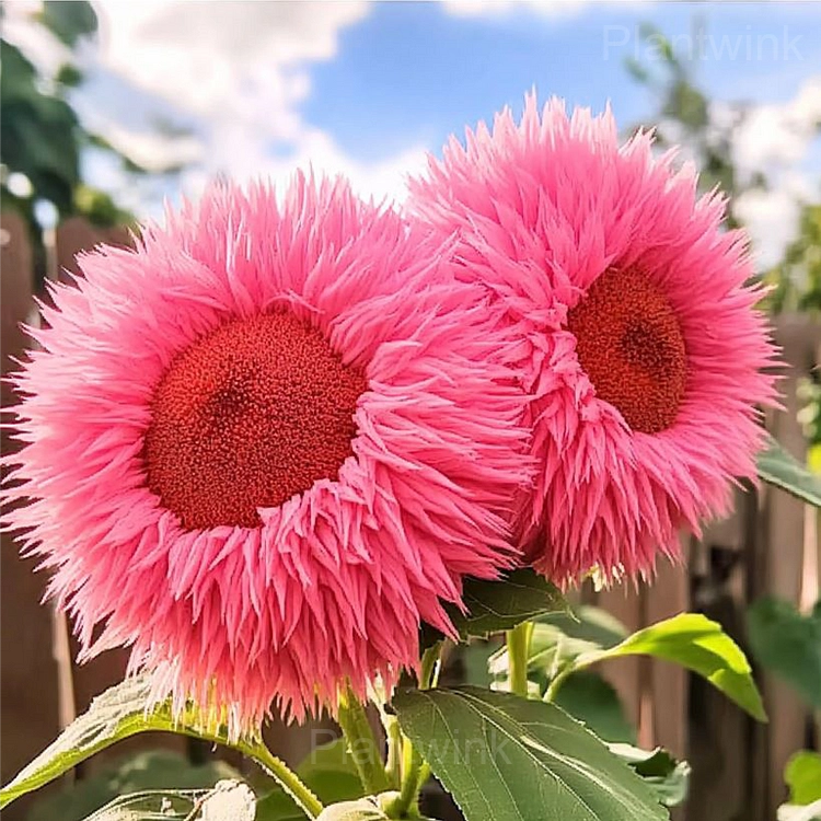 Giant Sunflower Seeds - View 4