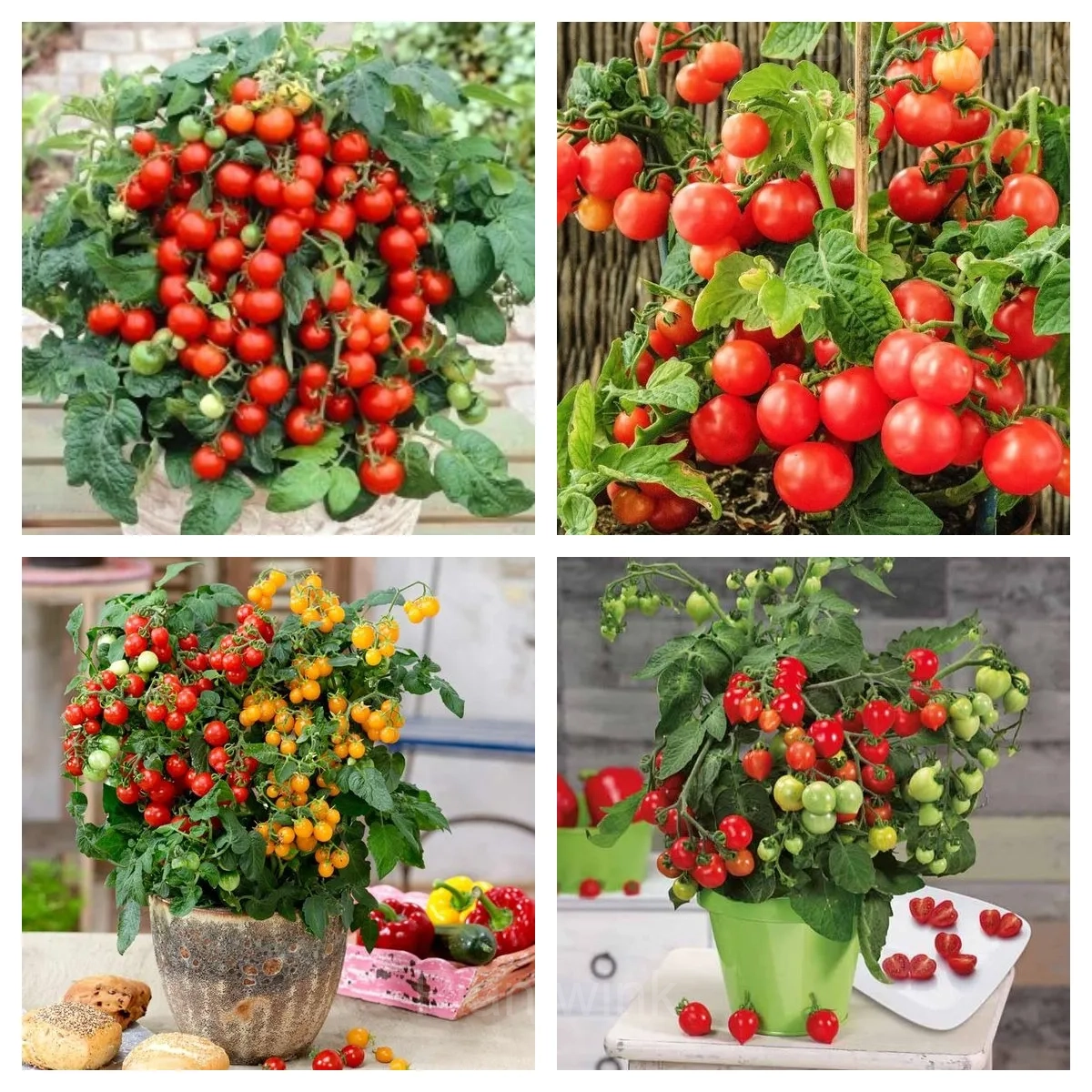 Dwarf Tomato Seeds - Main