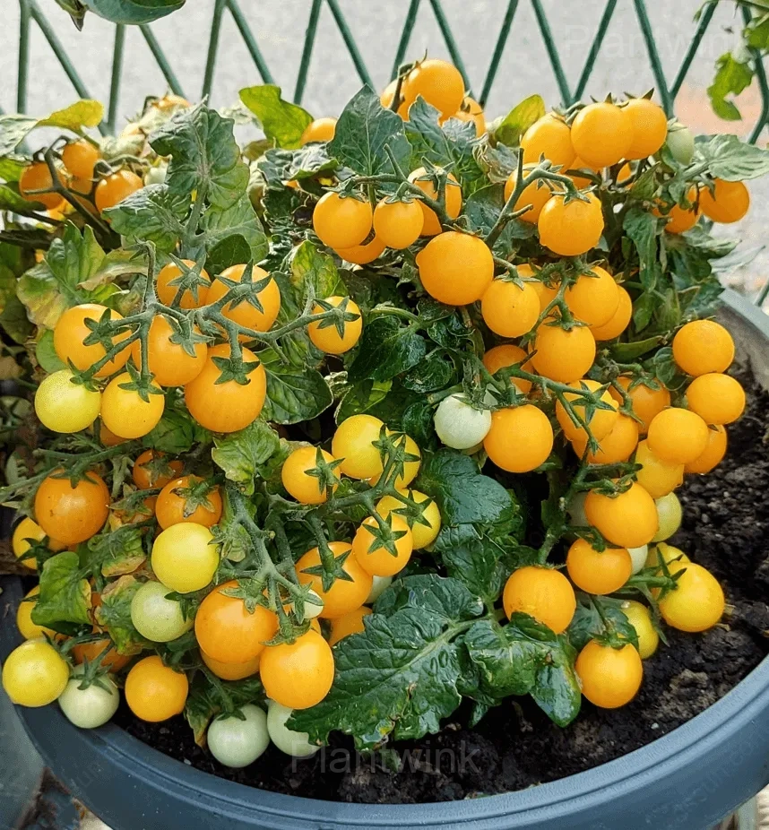 Dwarf Tomato Seeds - Alt