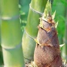 Majestic Dragon Bamboo Seeds - Alt