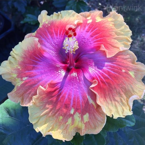 Royal Fantasy Hibiscus Seeds-Giant Hibiscus - View 7