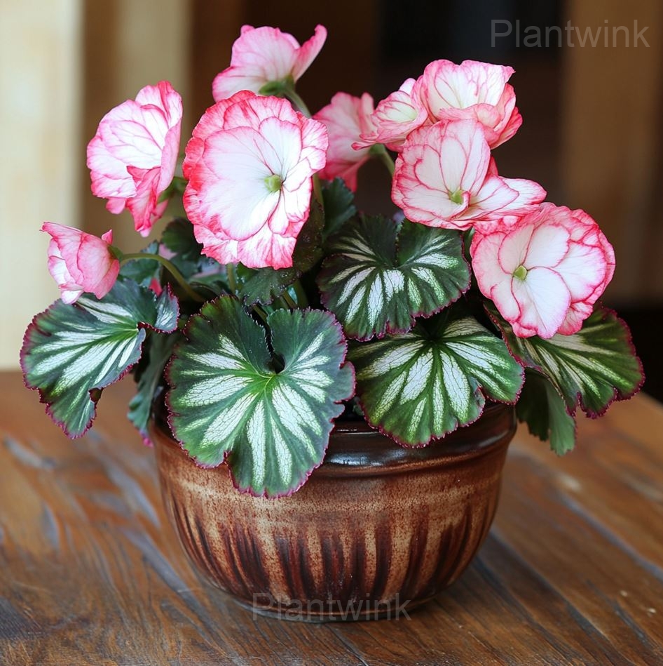 Rare Jewel Begonia Moonlight Seeds - View 5