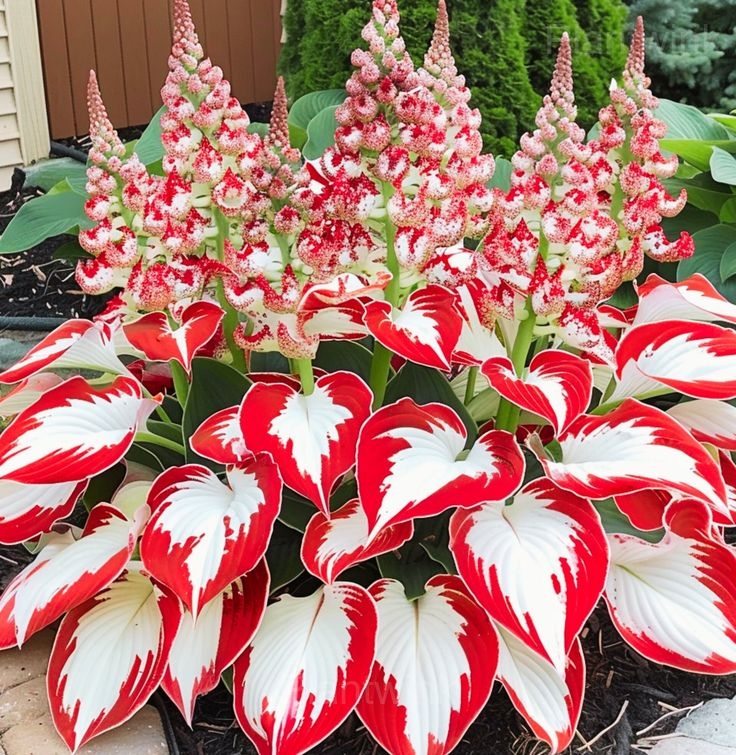Hosta seed - Main