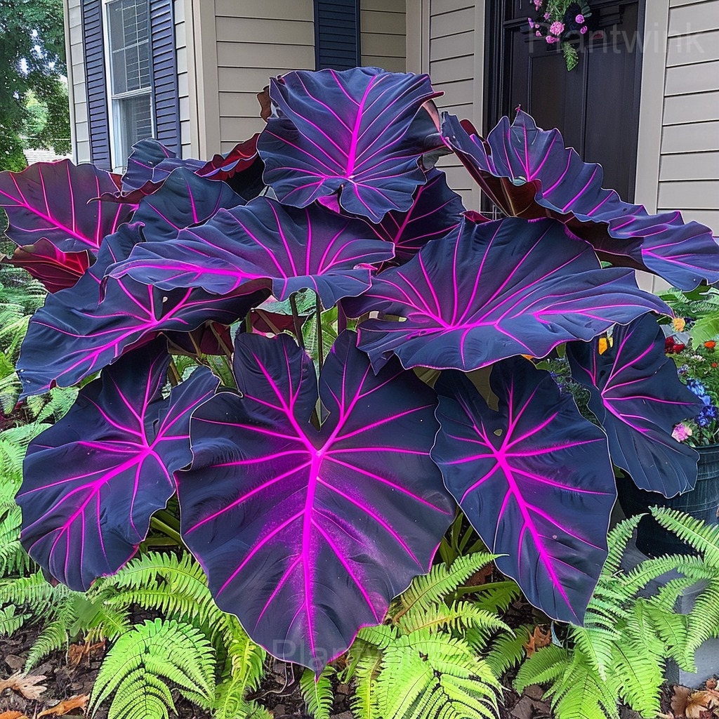 Tropical Style Giant Caladium Seeds - View 10