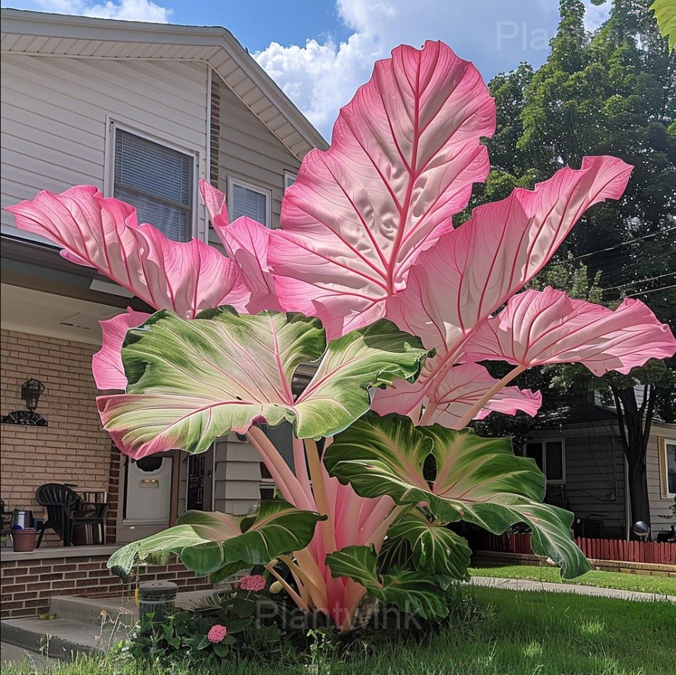 Tropical Style Giant Caladium Seeds - View 12