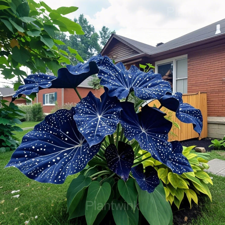 Starry Sky Colored Leaf Caladium Seeds - View 4