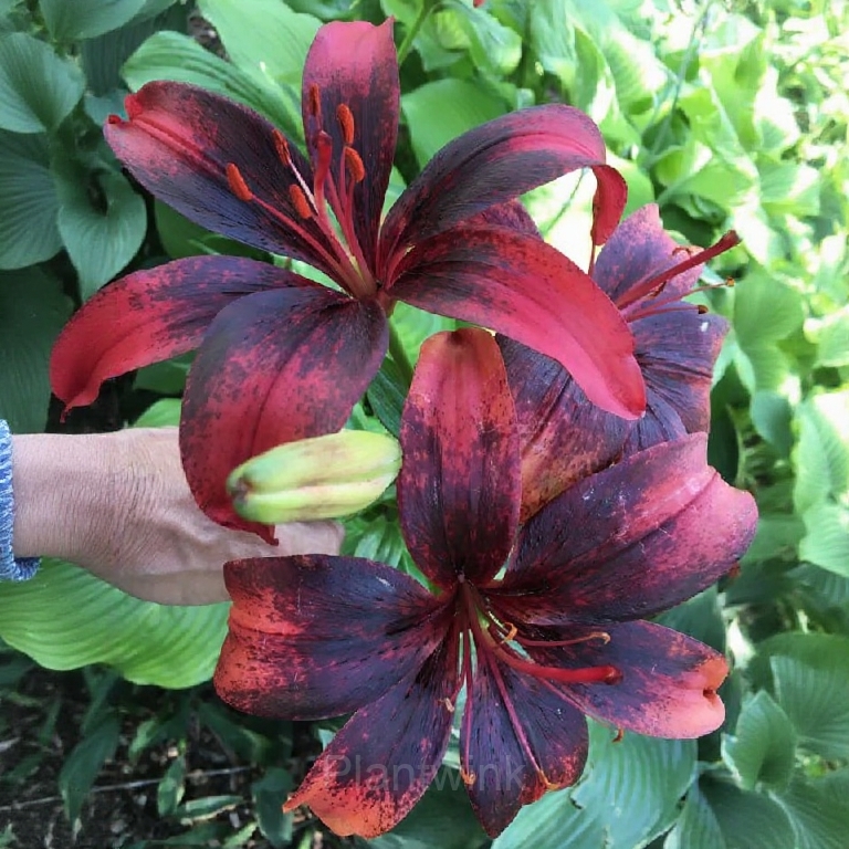 Charming Lily Seeds - Alt