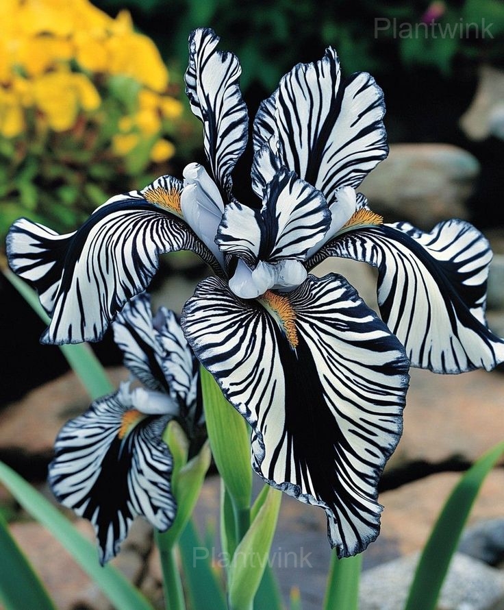 Rare Striped Iris Seeds - Main
