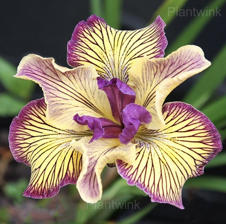 Rare Striped Iris Seeds - Alt