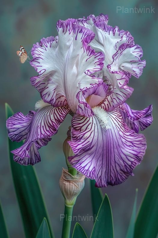 Romantic Iris Seeds - View 6