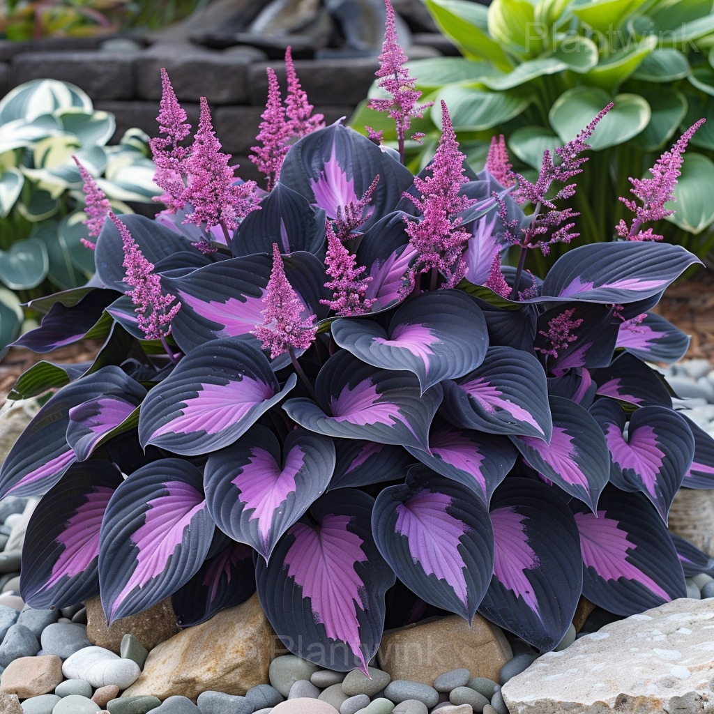 Hosta Mix Seeds - Main