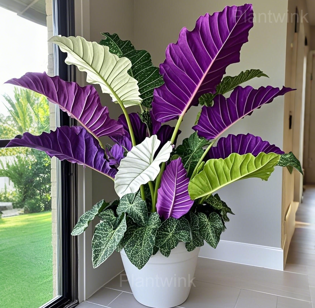 Fancy Leaf Caladium Seeds - View 7
