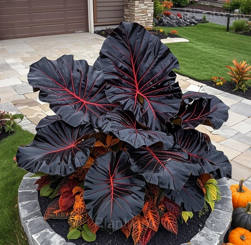 Garden Beauty Caladium Seeds - Alt