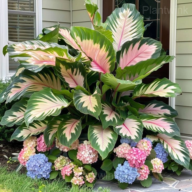 Garden Beauty Caladium Seeds - View 3