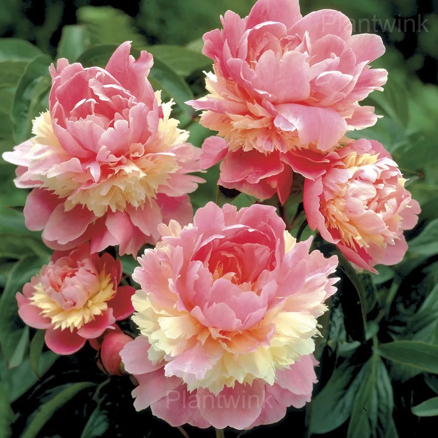 Elegant Peony Seeds - View 9