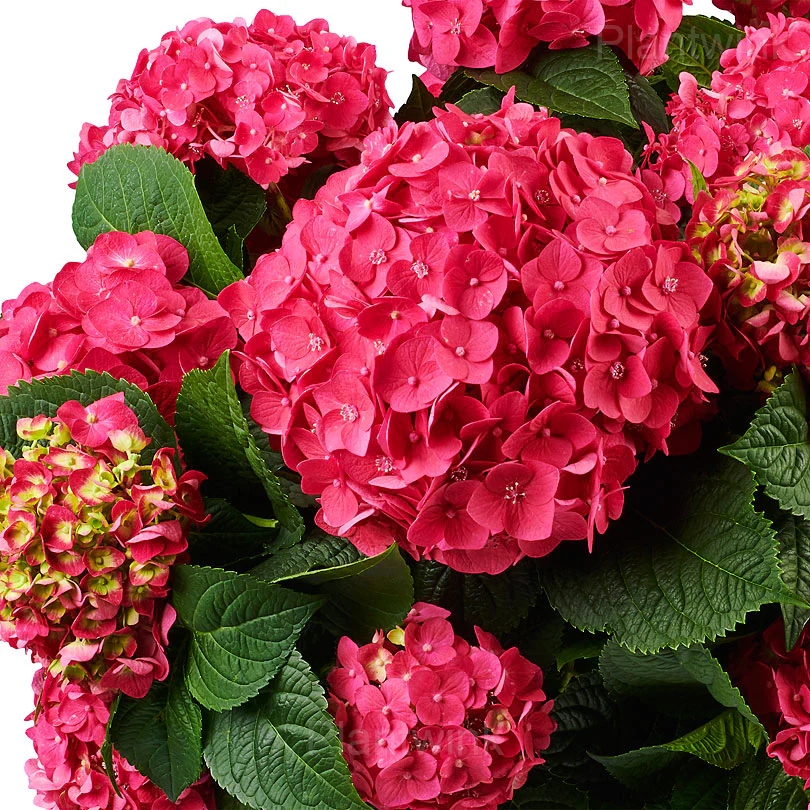 Rare Hydrangea Mix Seeds - View 3
