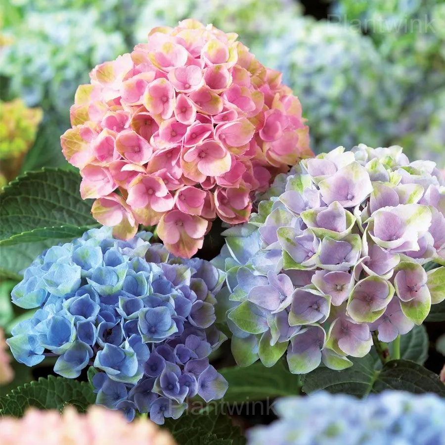 Rare Hydrangea Mix Seeds - View 12
