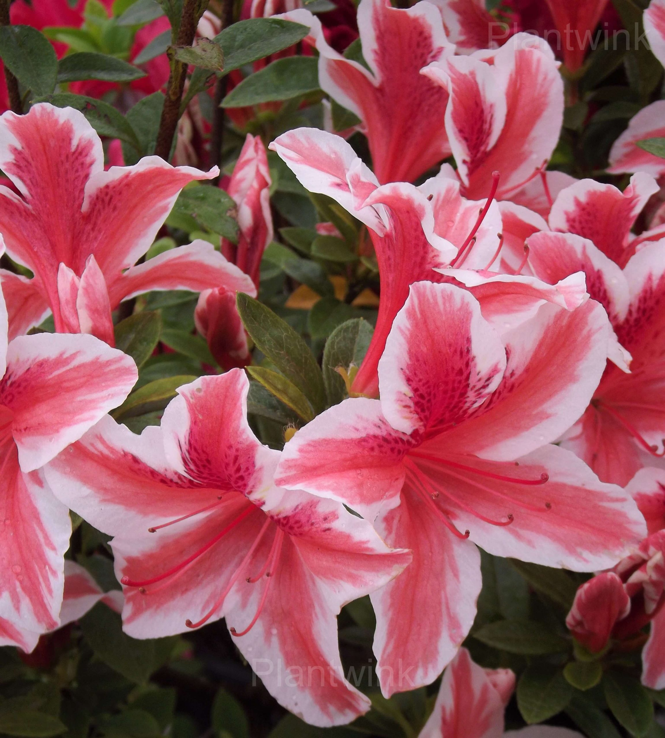 Azalea Seeds - View 9