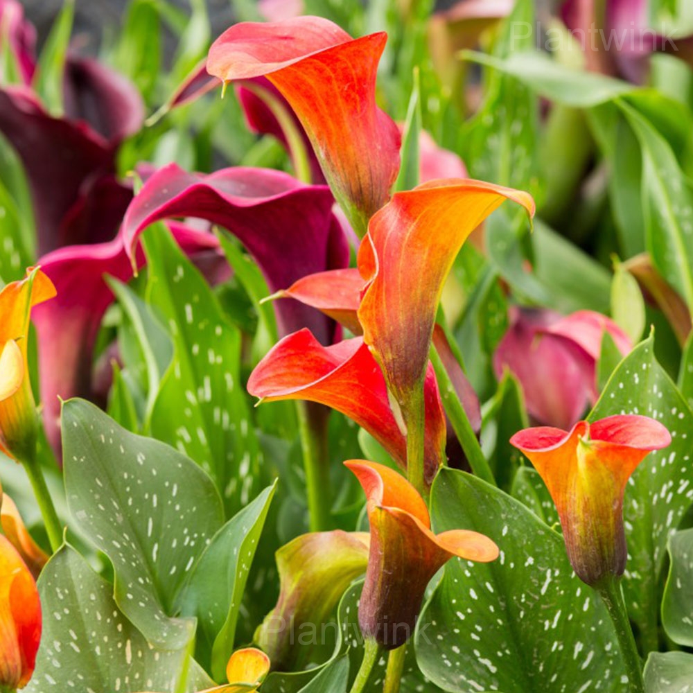 Calla Lily Seeds - View 6