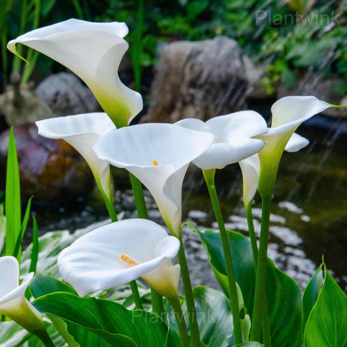 Calla Lily Seeds - View 3
