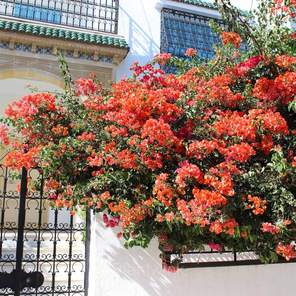 Bougainvillea Seeds - View 5