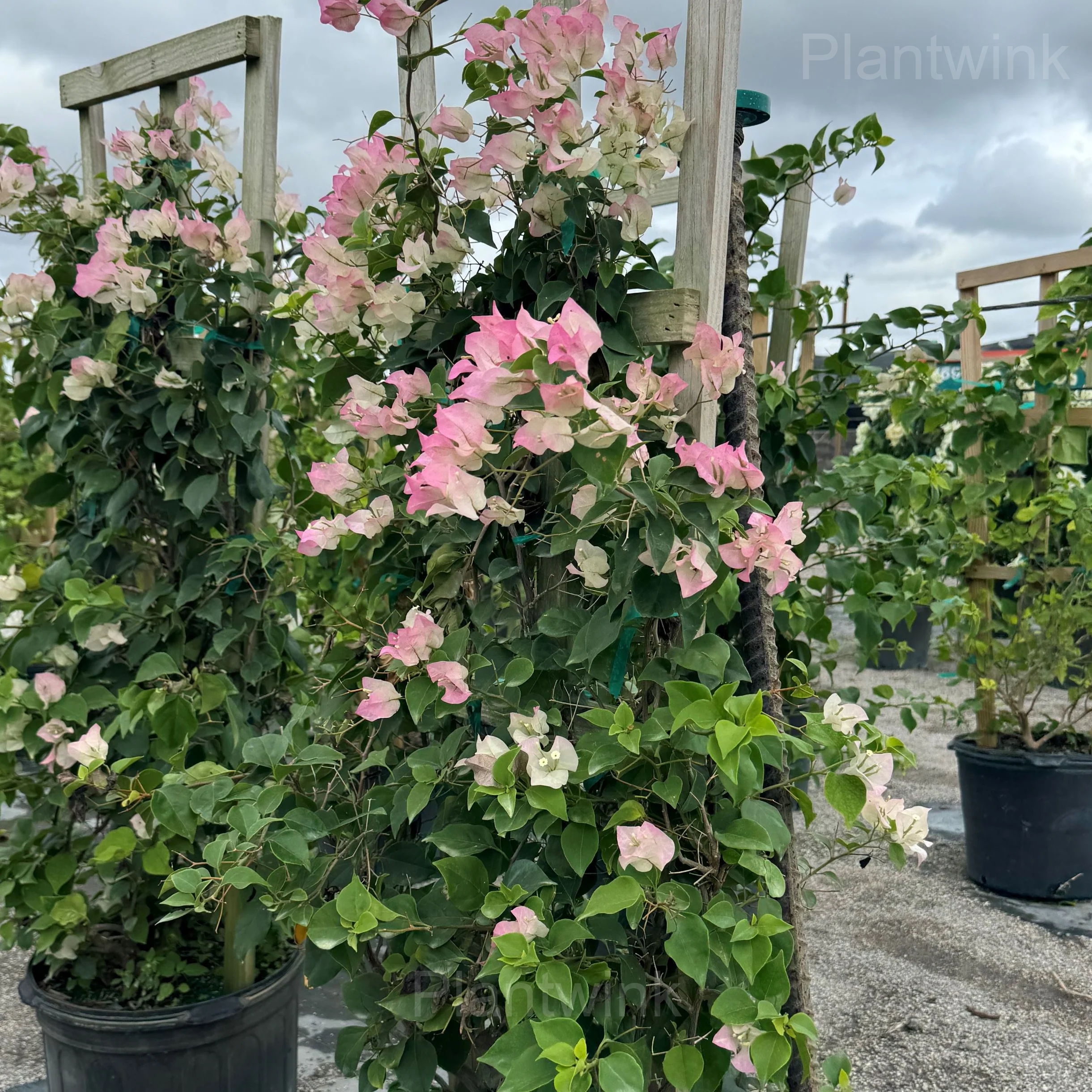 Bougainvillea Seeds - View 6