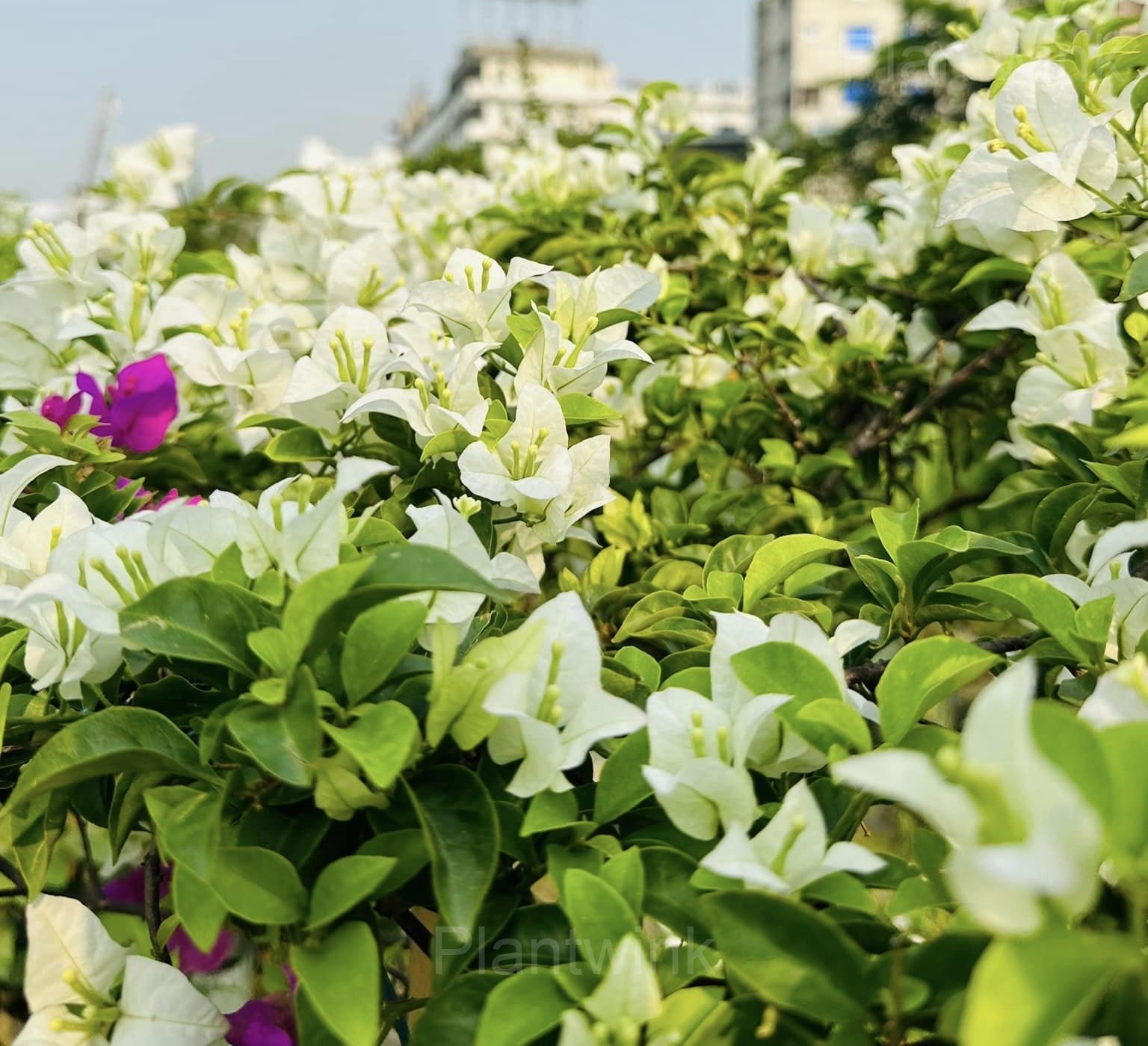 Bougainvillea Seeds - View 7