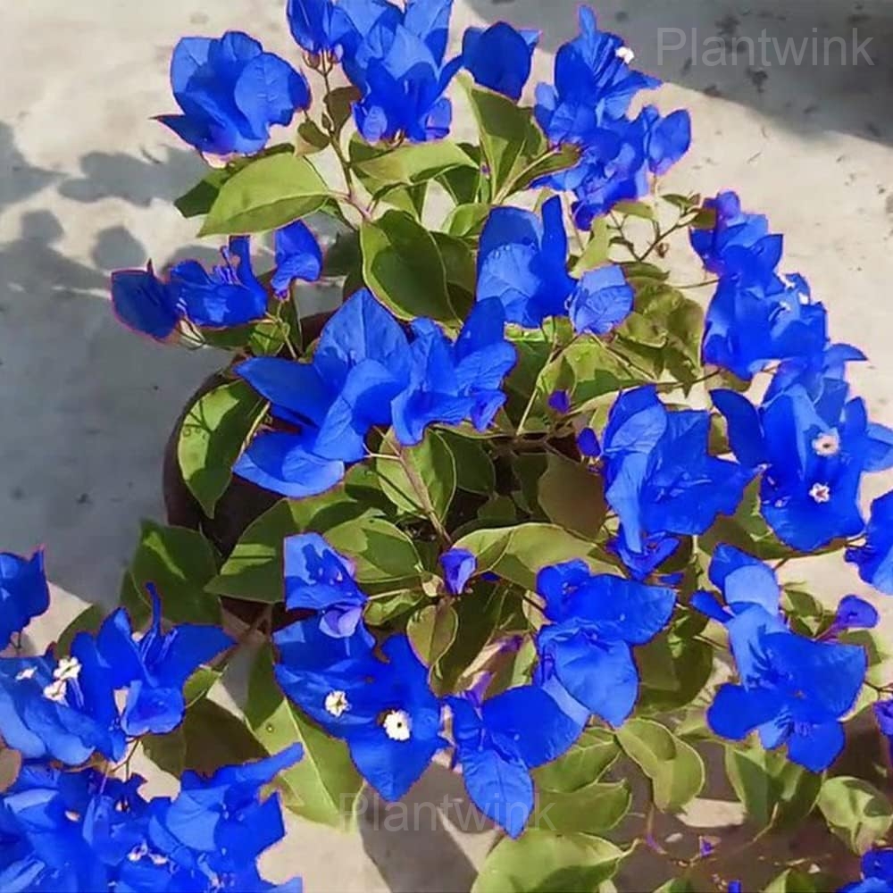Bougainvillea Seeds - View 8
