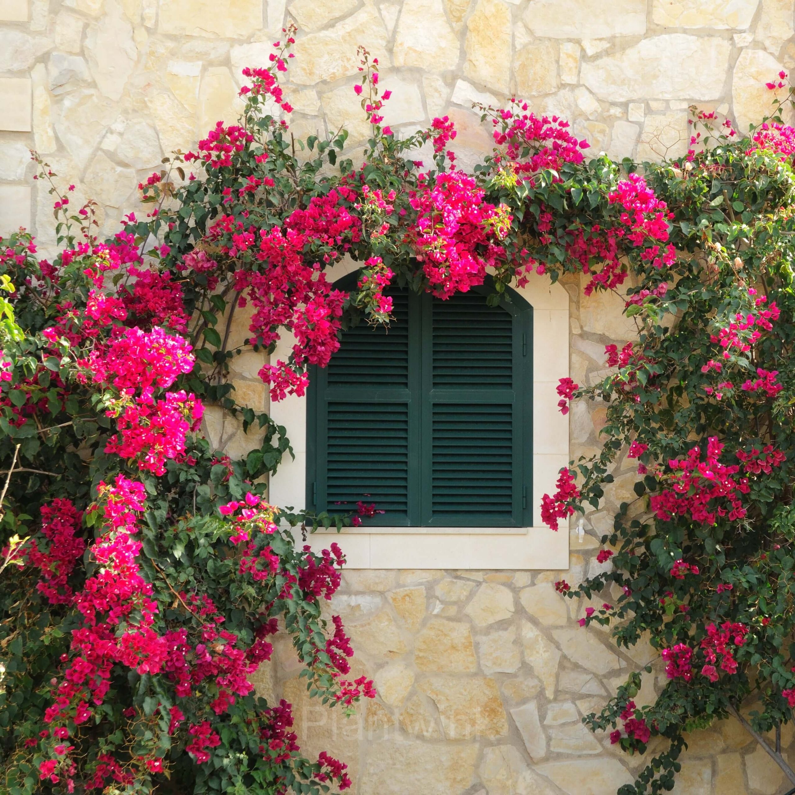 Bougainvillea Seeds - View 3