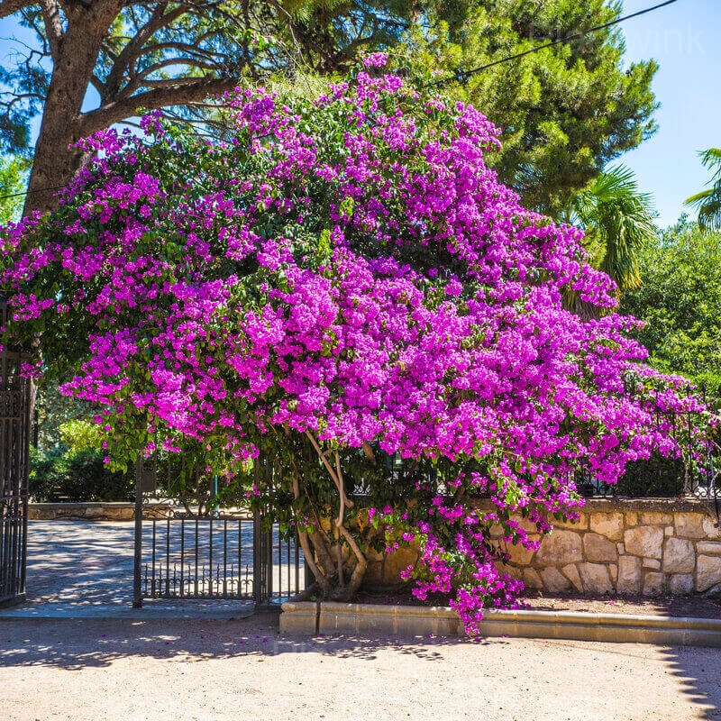 Bougainvillea Seeds - View 4